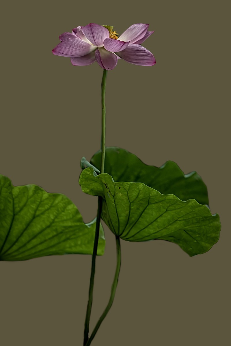 《雨    荷》 昭君怨·咏荷上雨    宋：杨万里