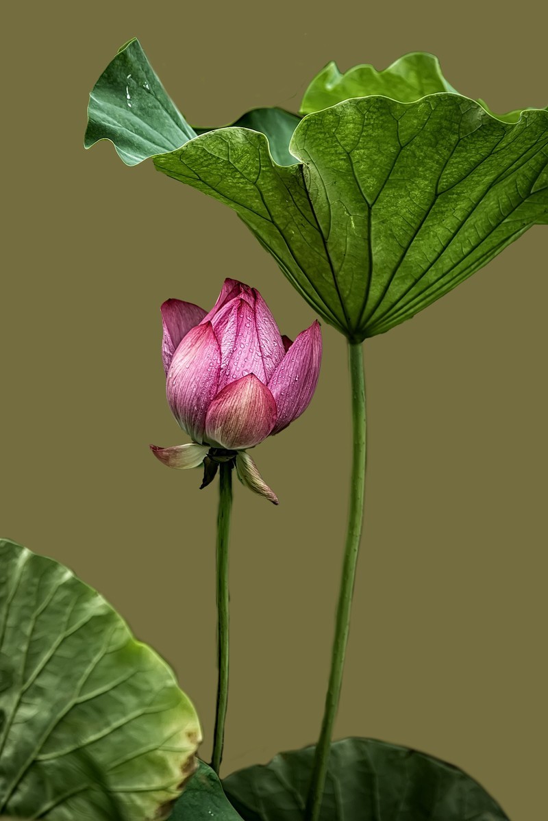 《雨    荷》 昭君怨·咏荷上雨    宋：杨万里