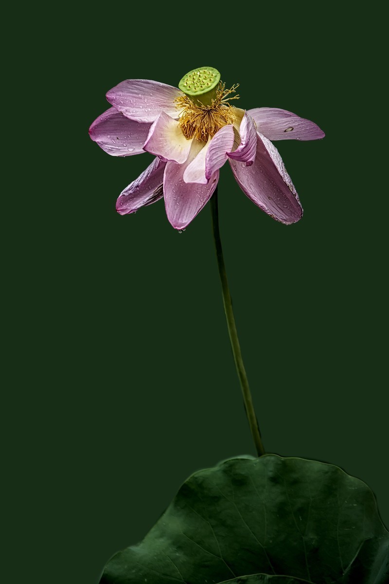 《雨    荷》 昭君怨·咏荷上雨    宋：杨万里