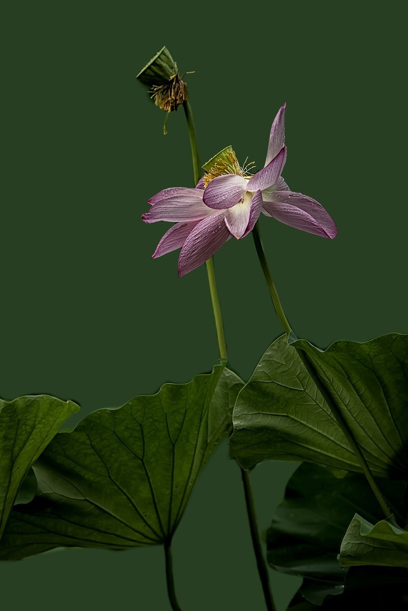 《雨    荷》 昭君怨·咏荷上雨    宋：杨万里