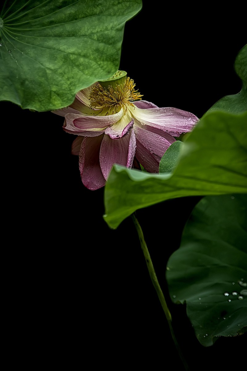 《雨    荷》 昭君怨·咏荷上雨    宋：杨万里