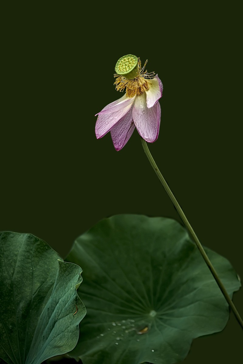 《雨    荷》 昭君怨·咏荷上雨    宋：杨万里