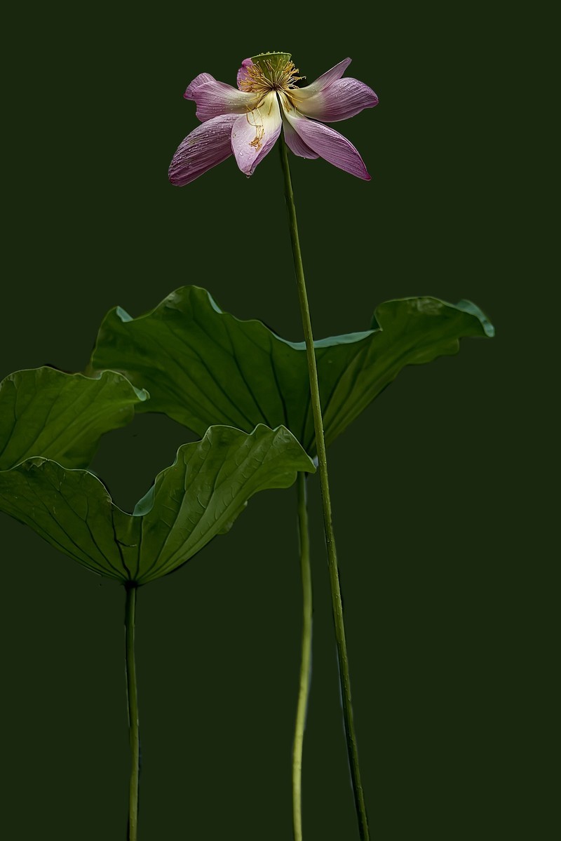 《雨    荷》 昭君怨·咏荷上雨    宋：杨万里