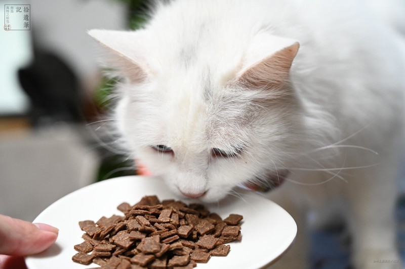 鲜香可口的国产WOMO风干猫粮，营养均衡肉量足，猫咪更爱吃