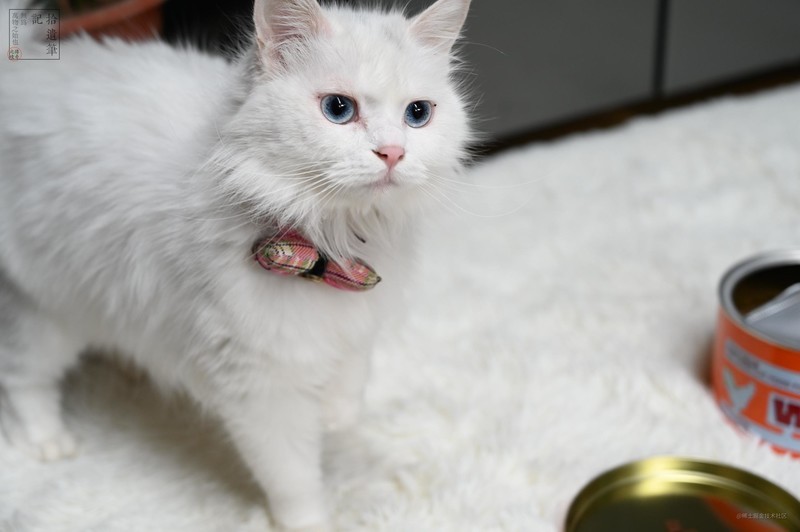 鲜香可口的国产WOMO风干猫粮，营养均衡肉量足，猫咪更爱吃