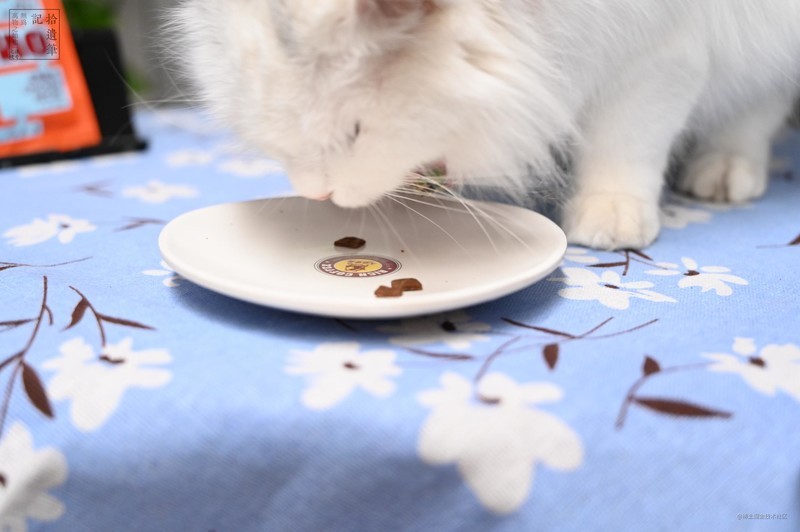 鲜香可口的国产WOMO风干猫粮，营养均衡肉量足，猫咪更爱吃