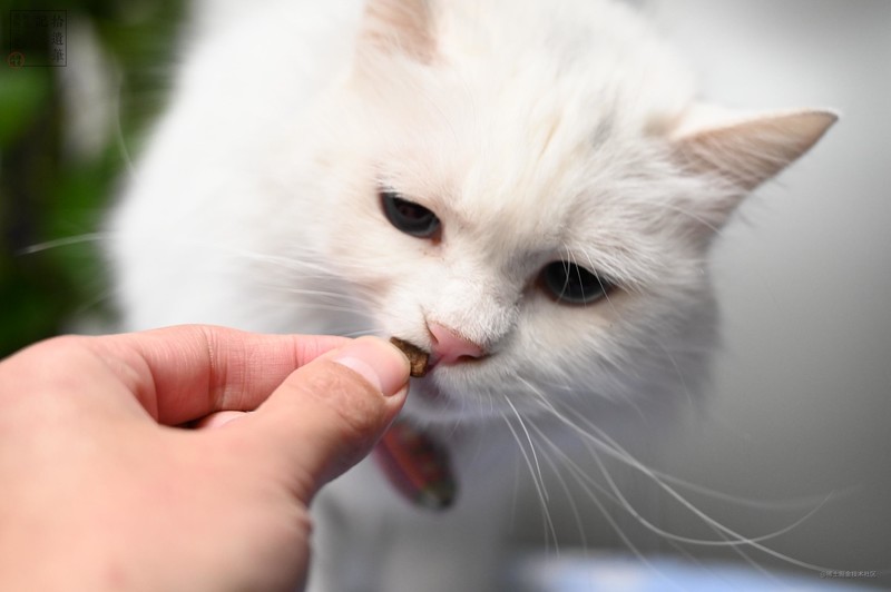 鲜香可口的国产WOMO风干猫粮，营养均衡肉量足，猫咪更爱吃