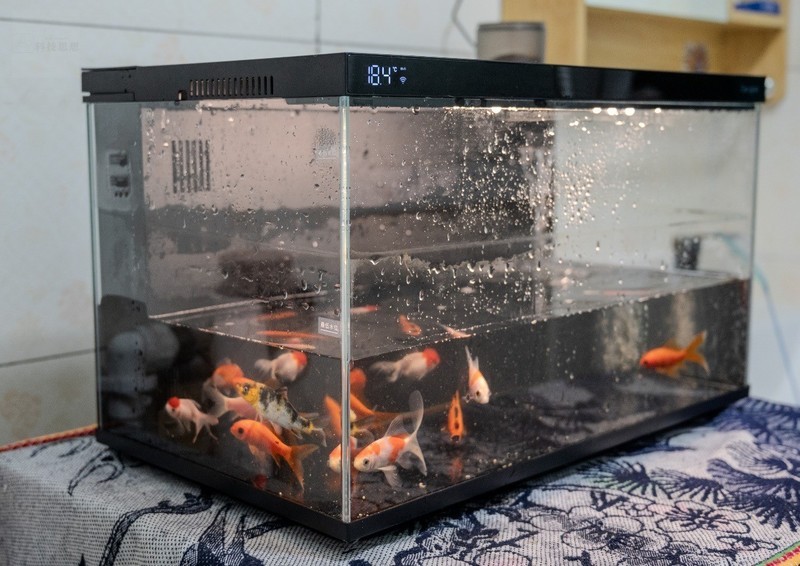 轻松享受养鱼乐趣，美观实用两不误，当贝智能鱼缸1 Ultra体验