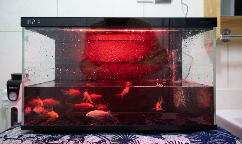 轻松享受养鱼乐趣，美观实用两不误，当贝智能鱼缸1 Ultra体验