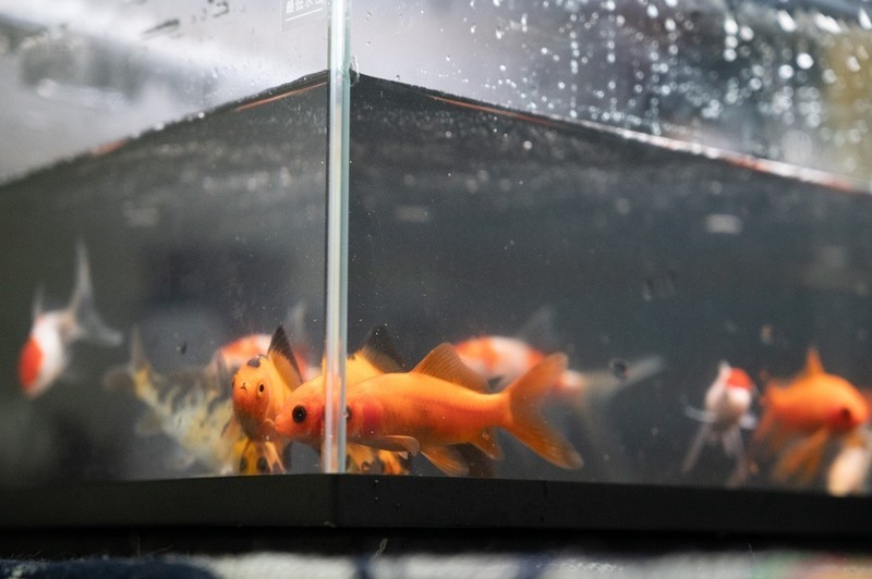 轻松享受养鱼乐趣，美观实用两不误，当贝智能鱼缸1 Ultra体验