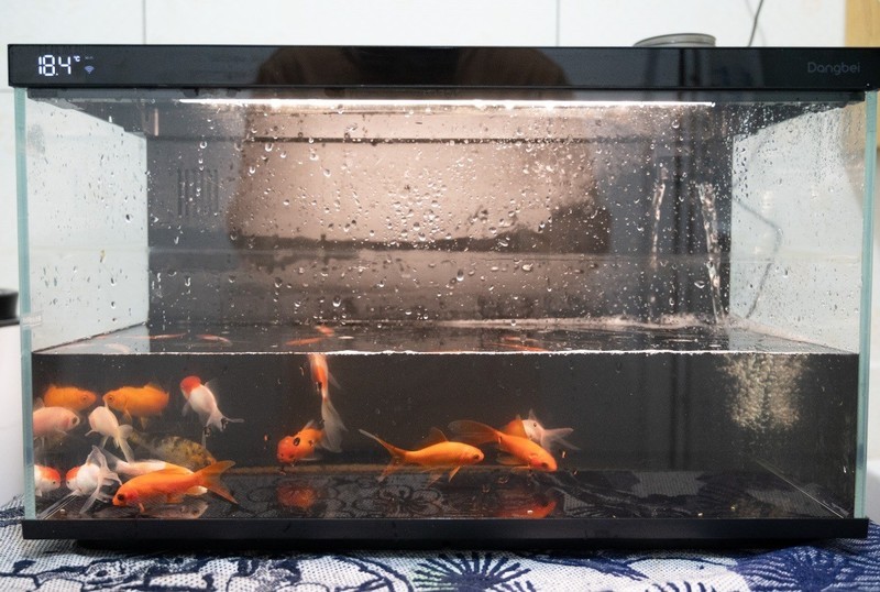 轻松享受养鱼乐趣，美观实用两不误，当贝智能鱼缸1 Ultra体验