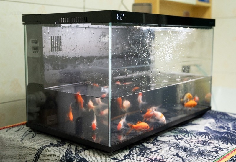 轻松享受养鱼乐趣，美观实用两不误，当贝智能鱼缸1 Ultra体验