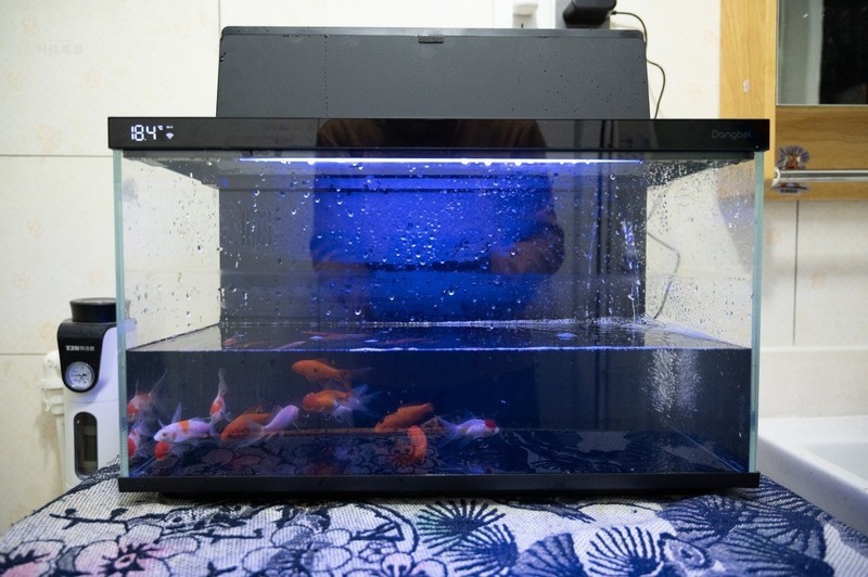 轻松享受养鱼乐趣，美观实用两不误，当贝智能鱼缸1 Ultra体验