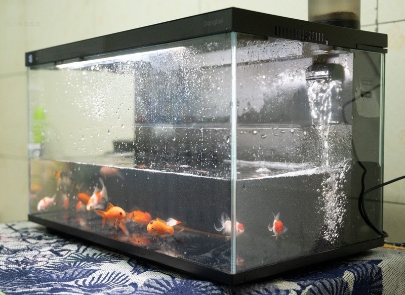 轻松享受养鱼乐趣，美观实用两不误，当贝智能鱼缸1 Ultra体验