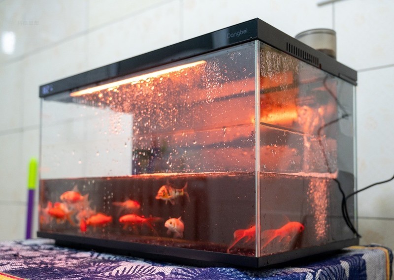 轻松享受养鱼乐趣，美观实用两不误，当贝智能鱼缸1 Ultra体验