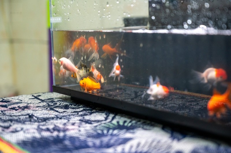 轻松享受养鱼乐趣，美观实用两不误，当贝智能鱼缸1 Ultra体验