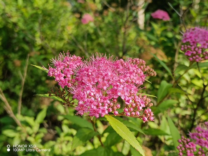 被吹爆的一亿像素，如今被千元机搭载，荣耀X50i上手一周体验