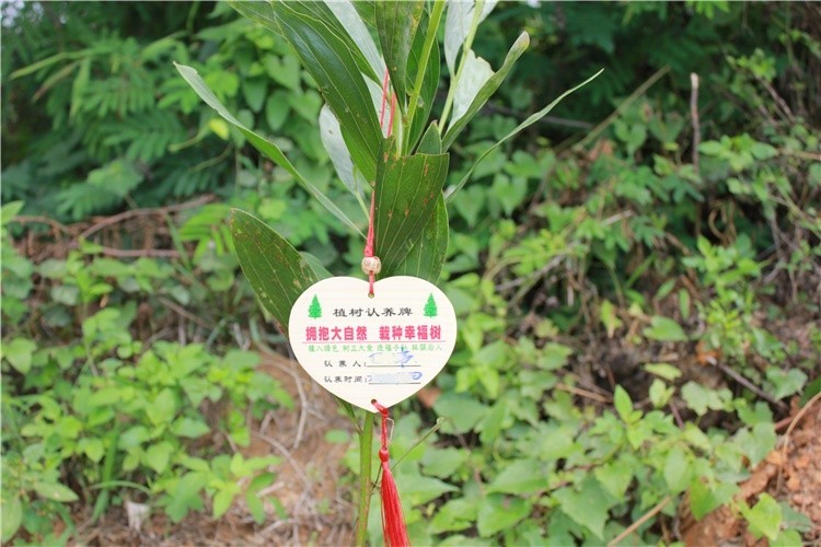 麻将博弈清明时，广州帽峰山种树寄思情