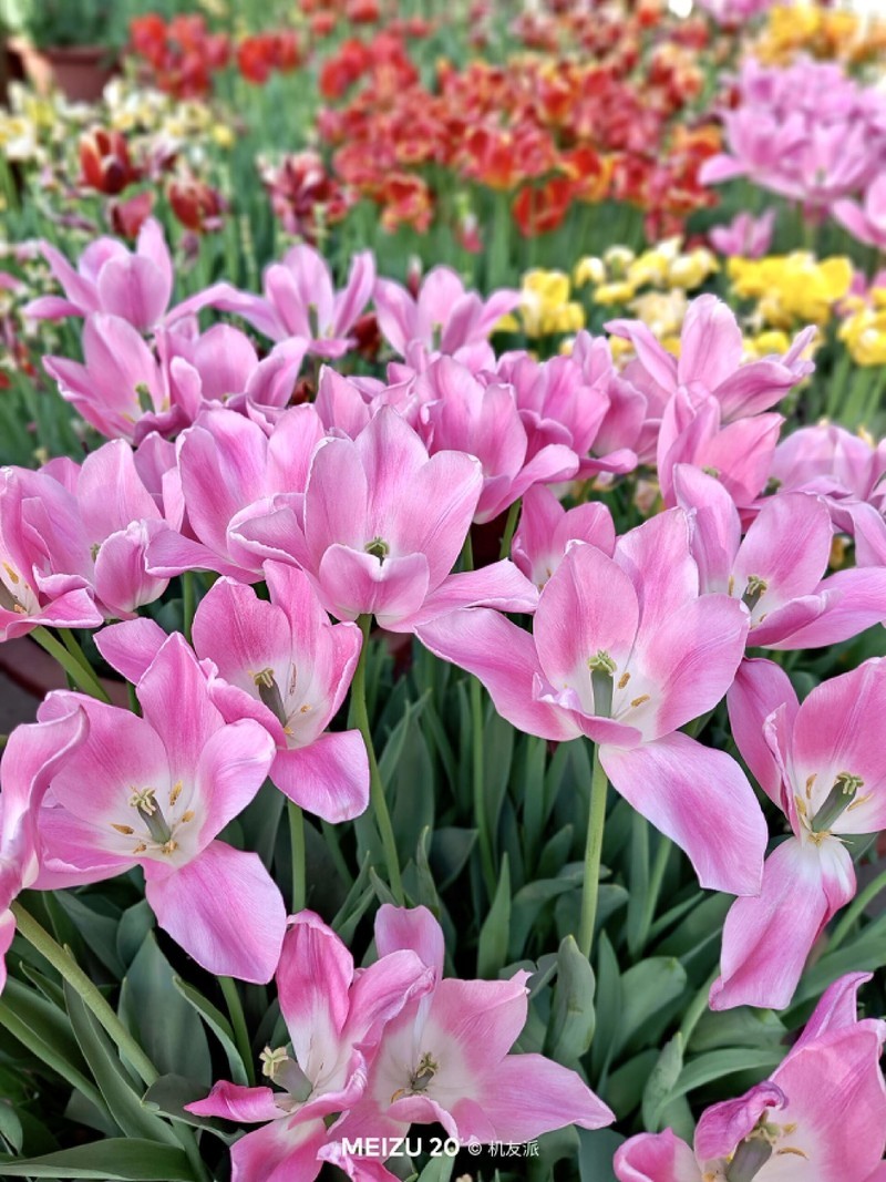 这才是我心心念的旗舰手机！魅族20上手体验