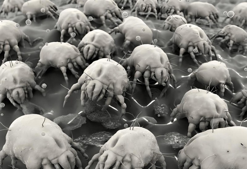 十大公认好用的除螨仪品牌？2025年10大硬核机型闭眼入不踩雷！