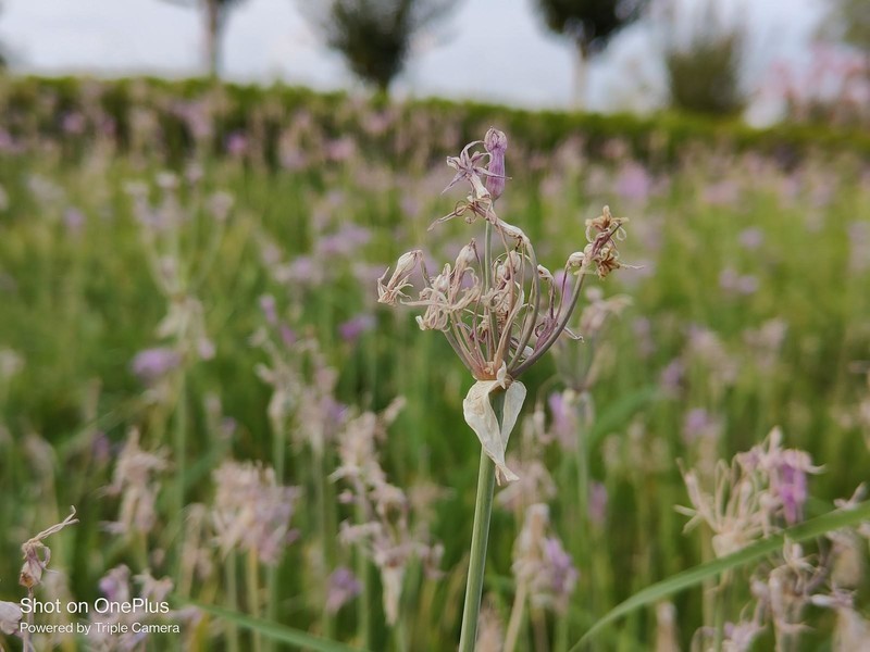 有颜有值的性能手机新标杆：一加Ace Pro深度体验