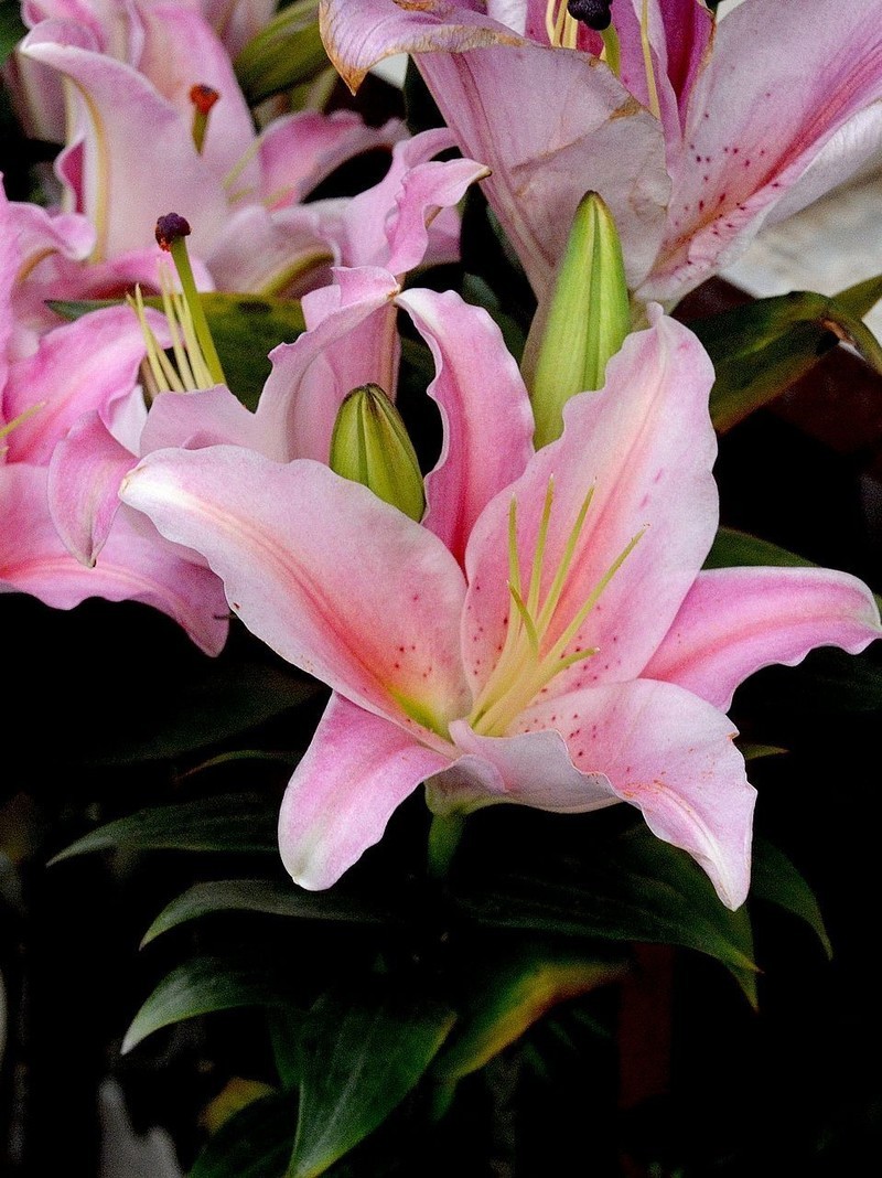 百合花