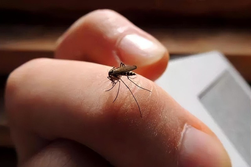 天气逐渐变热,家里出现很多虫子，如何预防蚊虫？