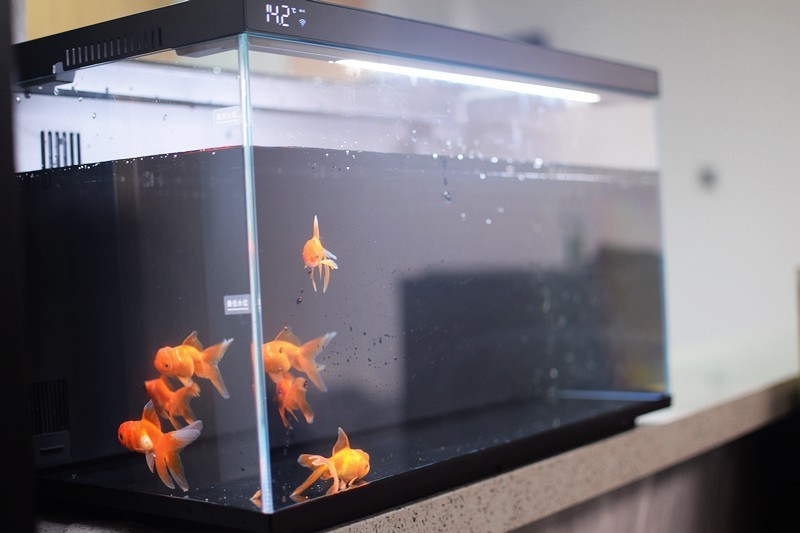 让智能养鱼变得如此简单 当贝智能鱼缸 1 Ultra