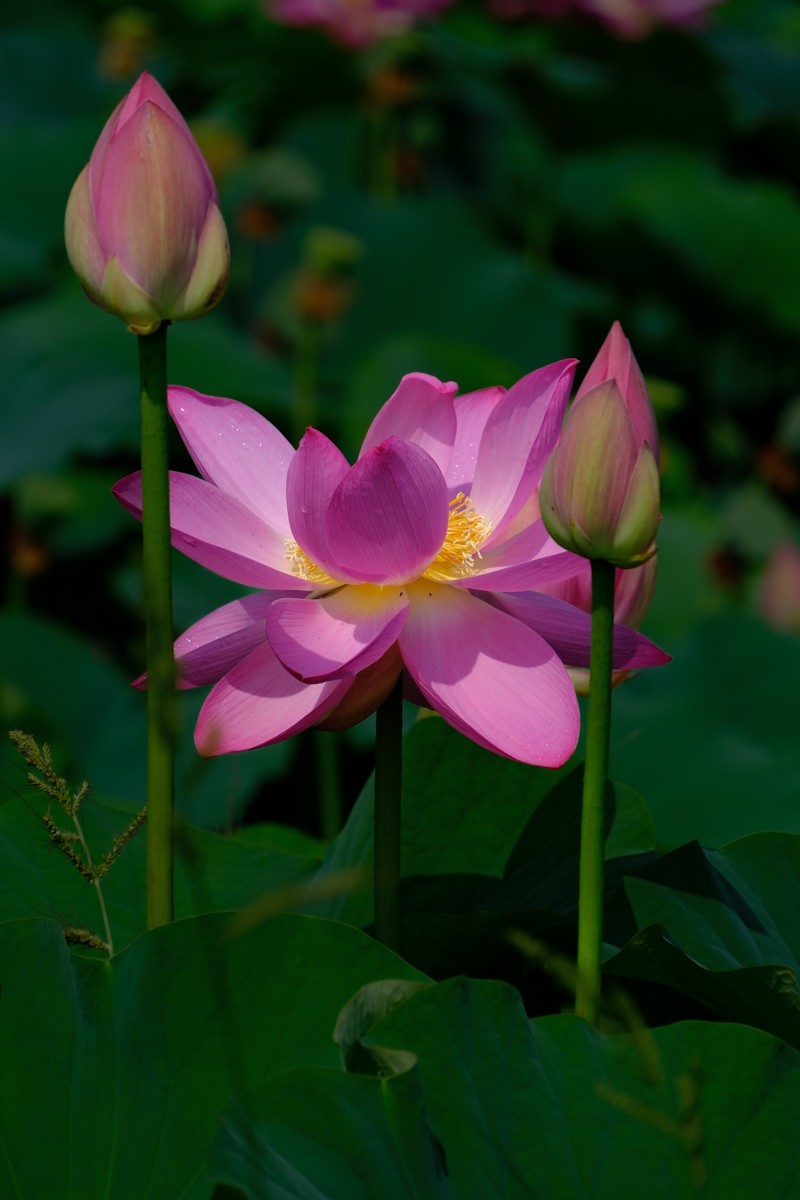 X-H2+腾龙18-300荷花一组