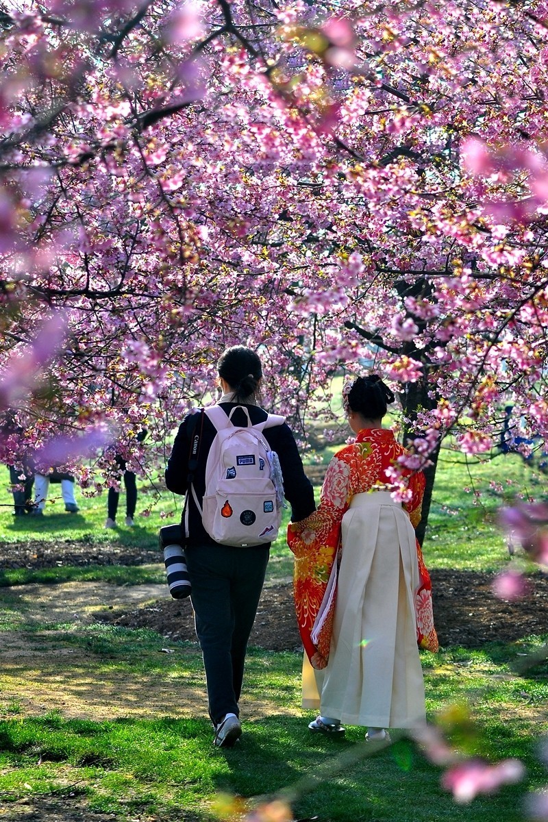 《樱花盛开时》