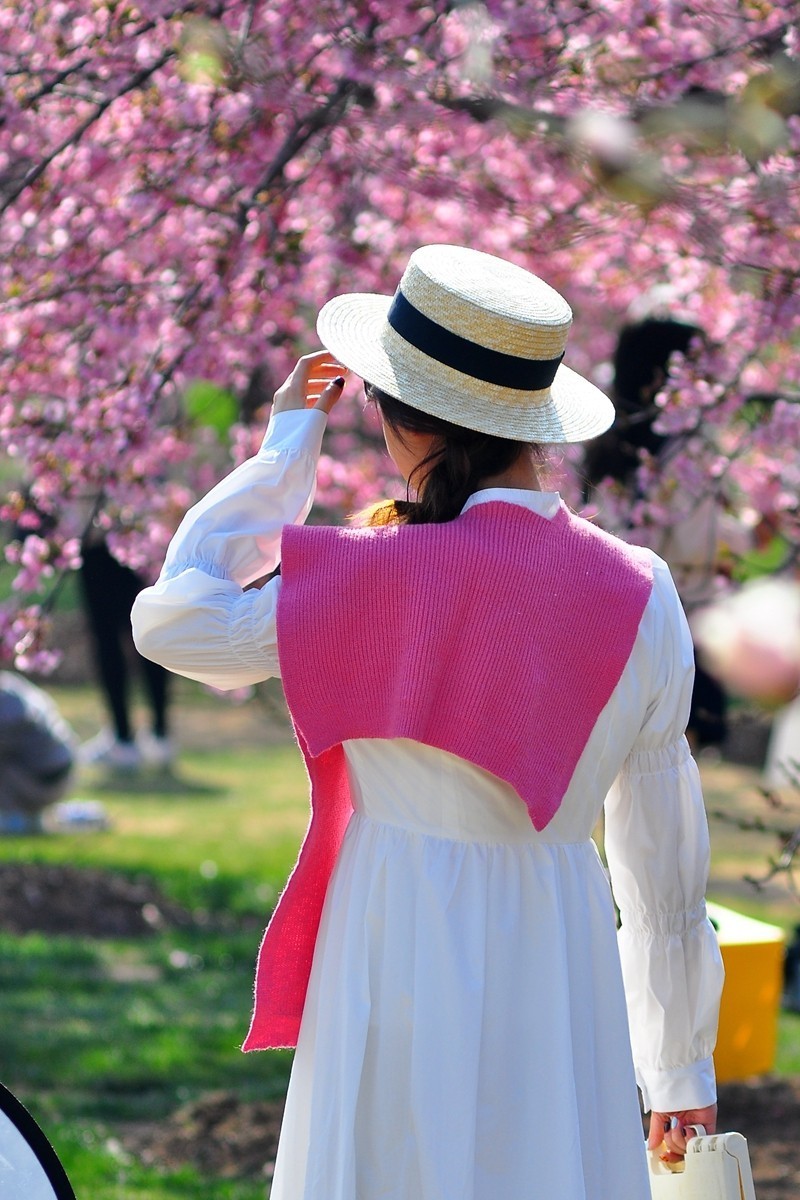 《樱花盛开时》