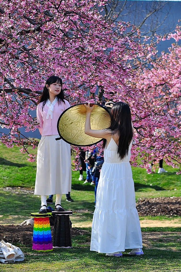 《樱花盛开时》