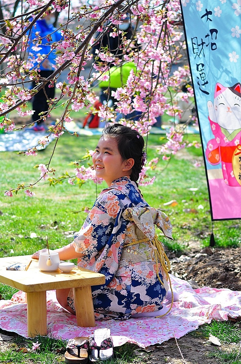 《樱花盛开时》