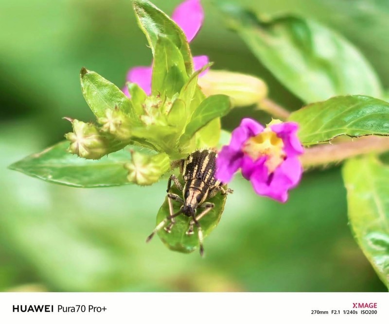 入手华为Pura 70 Pro+半个月后再来谈，值得吗？