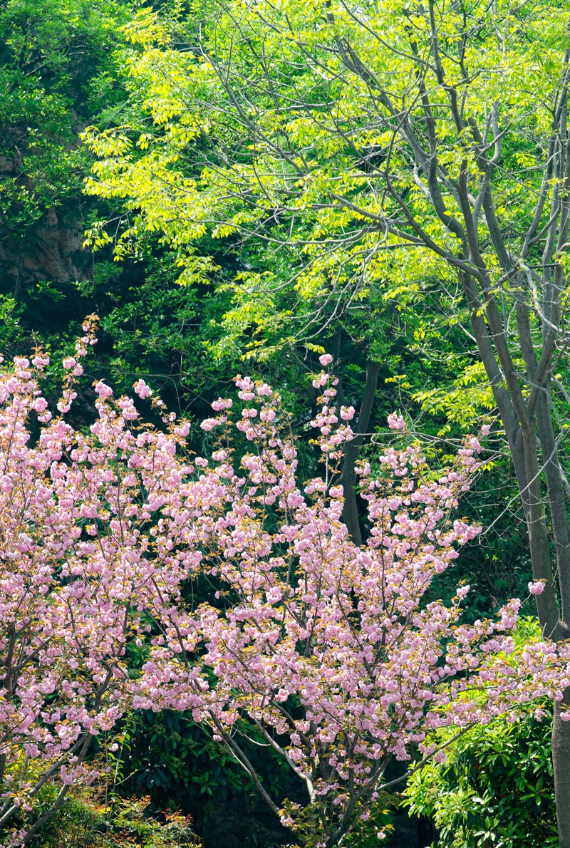 D7000+70-200拍摄小景
