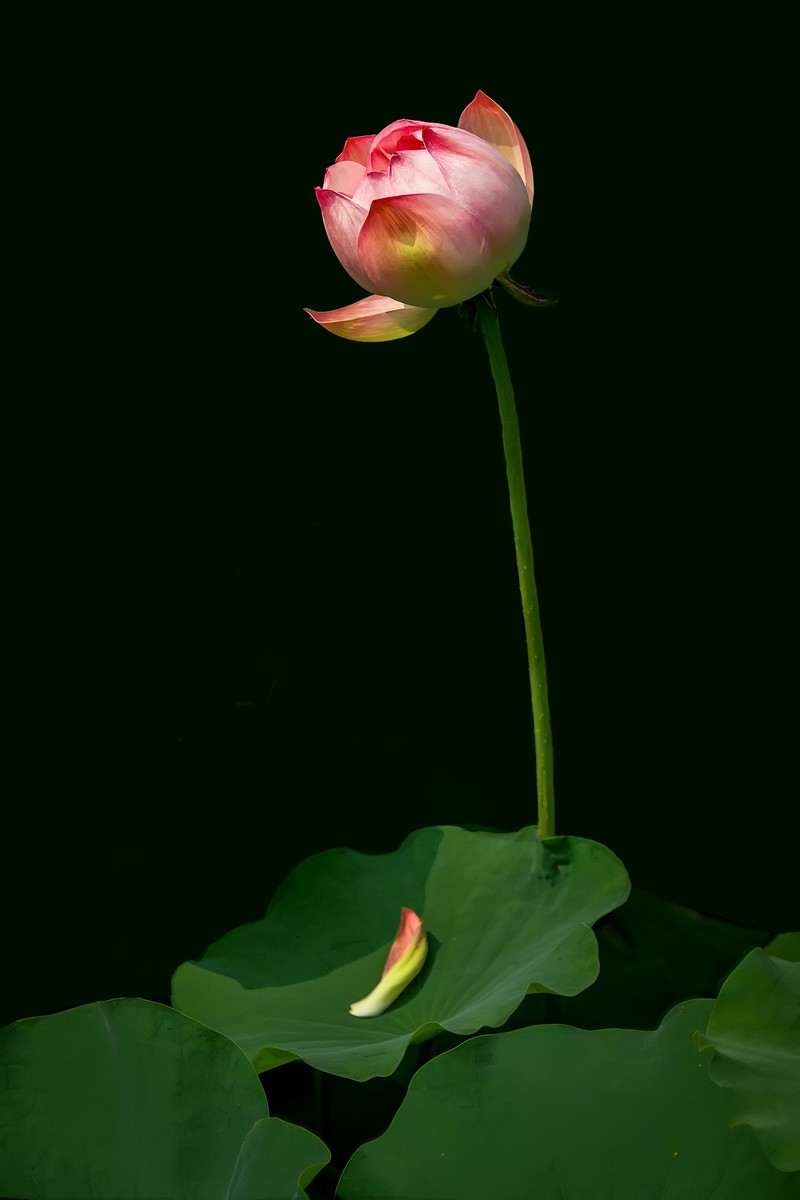 （又是一年荷花开）《夏日杂诗》   清·陈文述