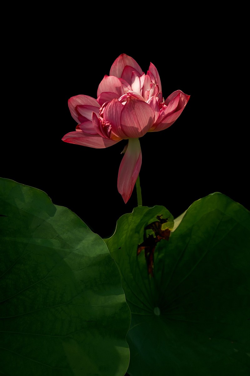 （又是一年荷花开）《夏日杂诗》   清·陈文述