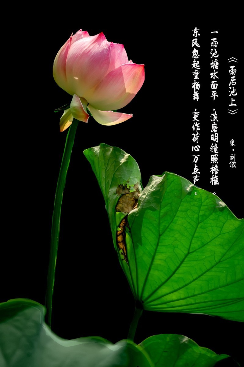 （又是一年荷花开）《夏日杂诗》   清·陈文述