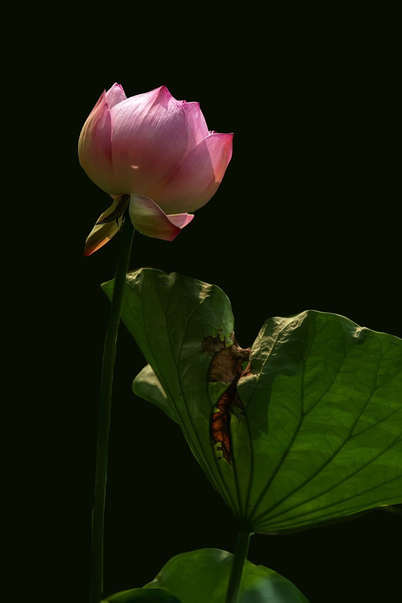 （又是一年荷花开）《夏日杂诗》   清·陈文述