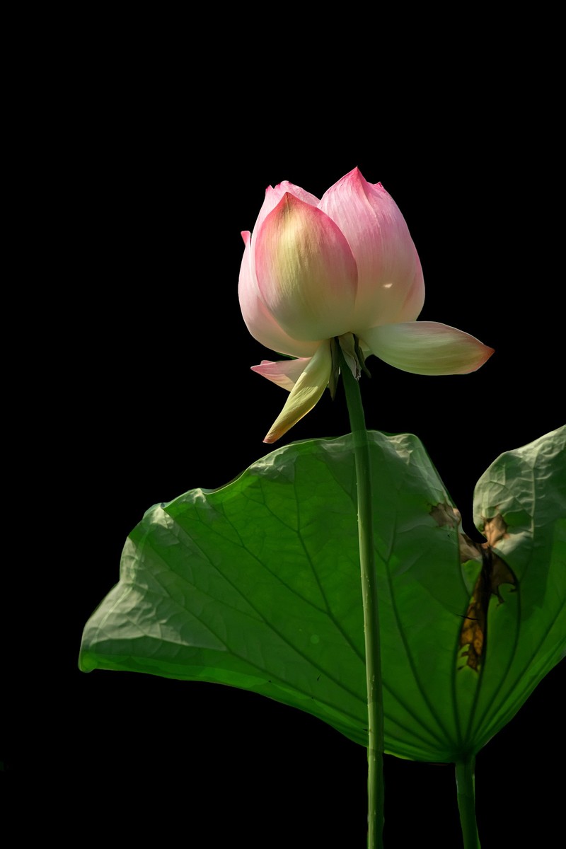 （又是一年荷花开）《夏日杂诗》   清·陈文述