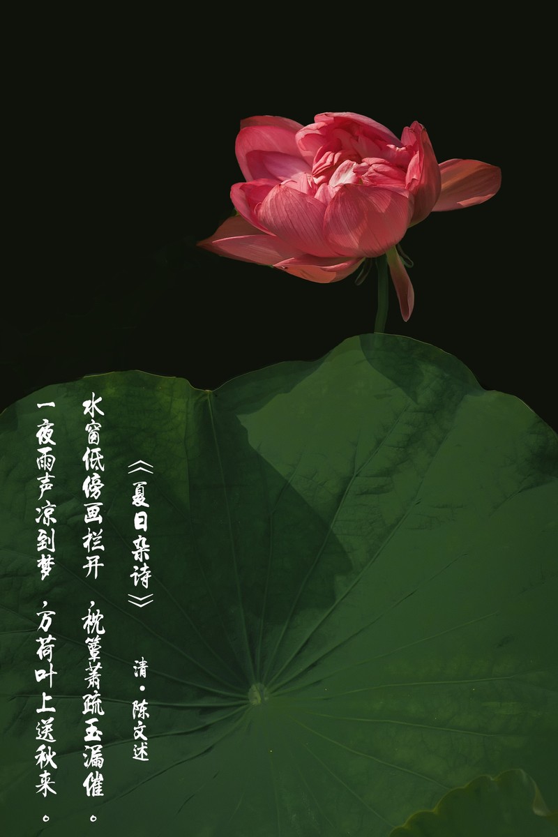 （又是一年荷花开）《夏日杂诗》   清·陈文述