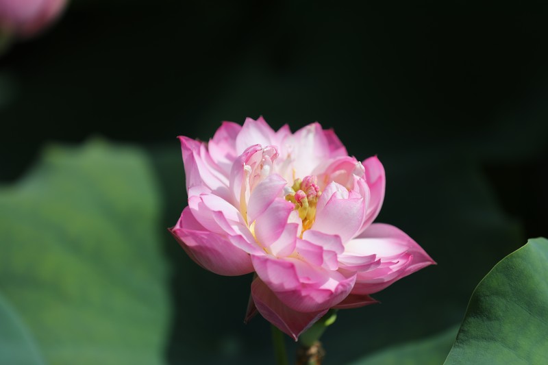 章安双洋村的荷花