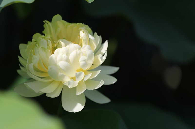 章安双洋村的荷花