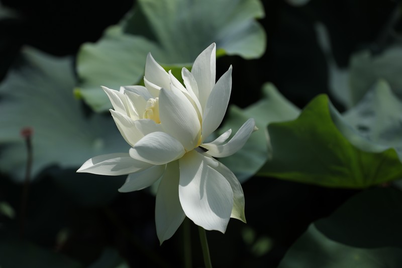 章安双洋村的荷花