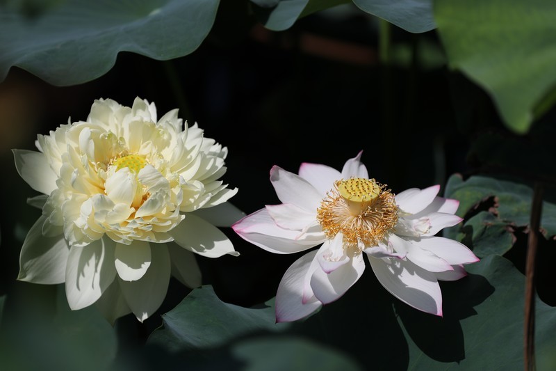 章安双洋村的荷花