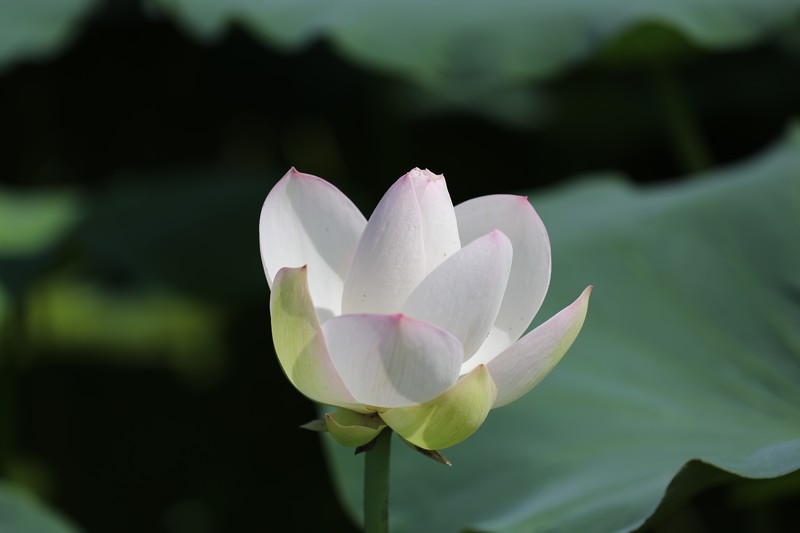 章安双洋村的荷花