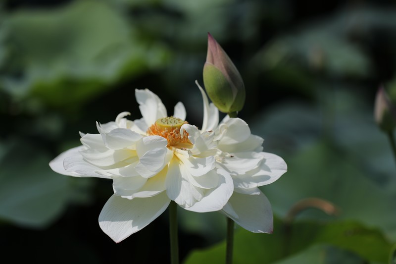 章安双洋村的荷花