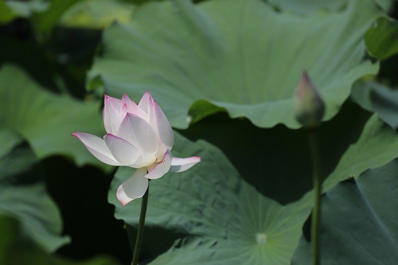 章安双洋村的荷花