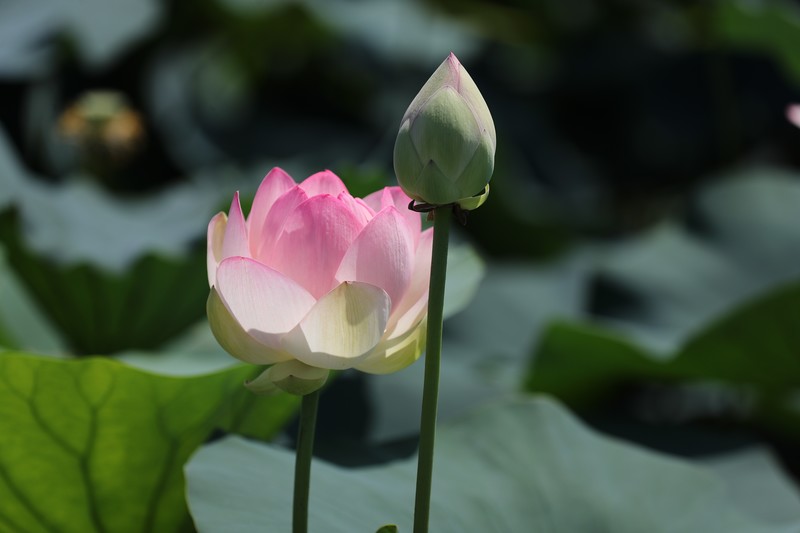 章安双洋村的荷花