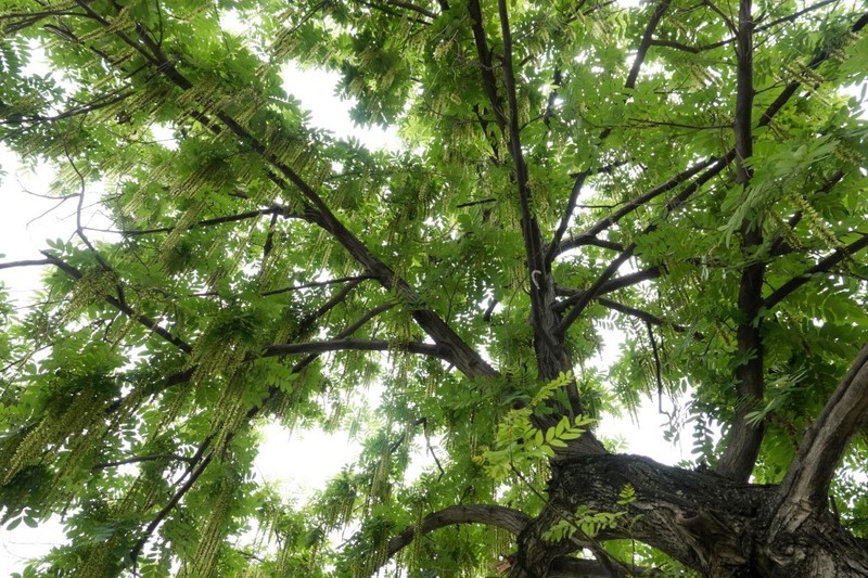 枫杨树（又名麻柳树）-中关村在线摄影论坛